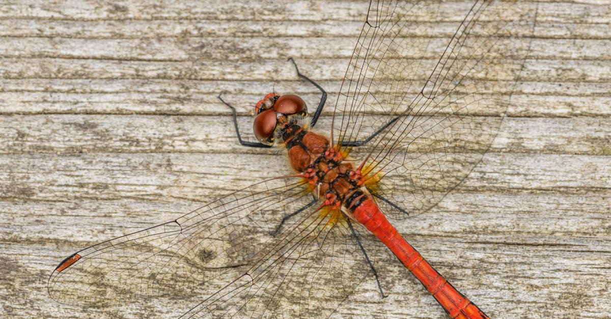 découvrez l'excitation du nine-darter, un exploit ultime au jeu de fléchettes. apprenez-en davantage sur cette performance rare, ses techniques, et l'impact qu'elle a sur le jeu. que vous soyez un passionné ou un néophyte, plongez dans l'univers fascinant des fléchettes et de ses plus grands défis.