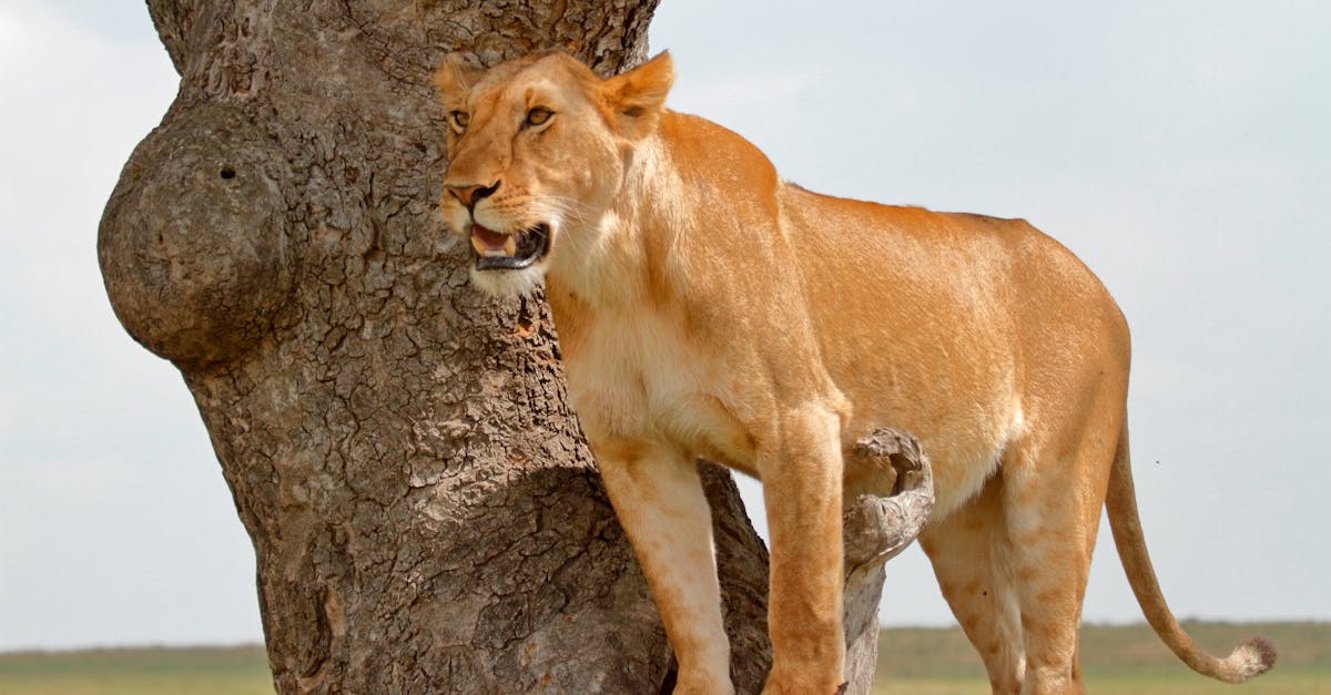 découvrez la signification du terme 'wild card', utilisé dans divers domaines comme le sport, les jeux et l'informatique. apprenez comment une wild card peut influencer les règles du jeu et offrir des opportunités inattendues.