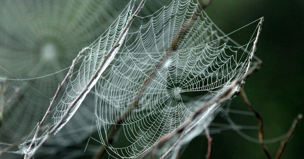 participez à la web stars competition, le concours incontournable pour découvrir et récompenser les talents du web.