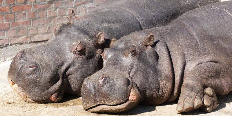 Annonciation des Joueurs de la Wild Card au Western Stage